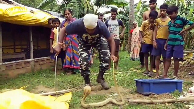 King cobra spits up seven eggs after getting caught raiding hen house