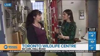 Stella LIVE at Toronto Wildlife Centre (4 of 4)