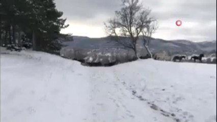 Yılkı Atları, Akdağ'da Amatör Kamera Tarafından Görüntülendi