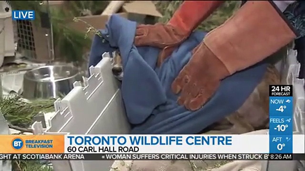 Stella LIVE at Toronto Wildlife Centre (3 of 4)