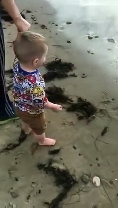 Un chien renverse un enfant sur une plage