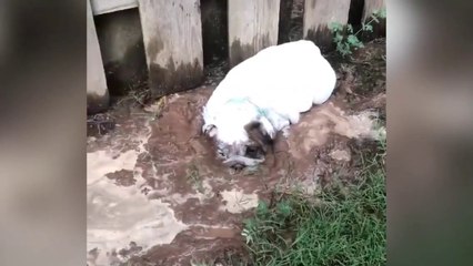 Rose adore les bains de boue et la maison !