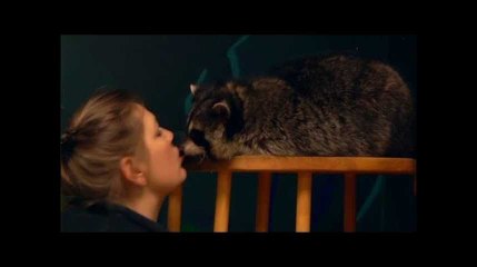 Ces ratons-laveurs sont les stars d'un centre anti-stress