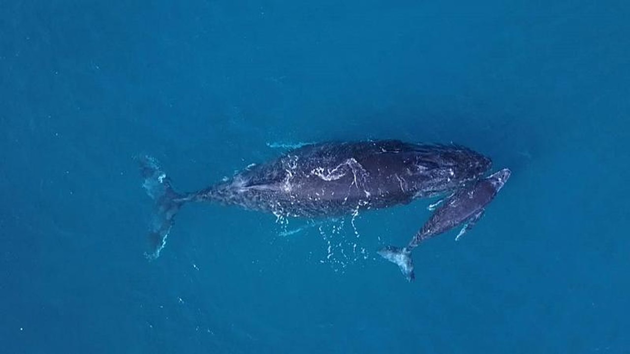 Madagaskar: Paradies der Buckelwale