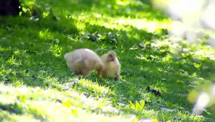 65 Isla Paraiso ok_clip1