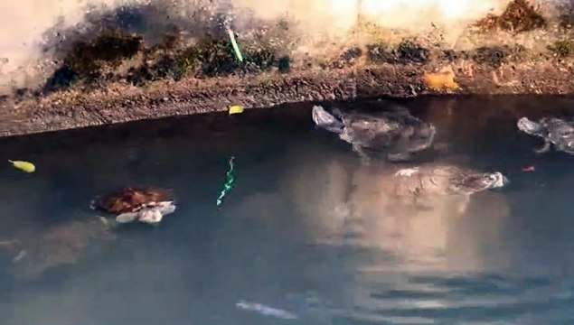 Pointeur Laser Vert et Tortue