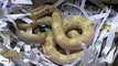 Man Stunned To Find A Snake Inside His New Tea Kettle