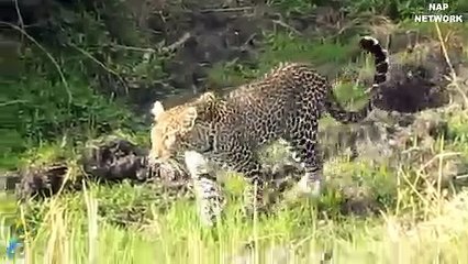 Oh my God! Giant Python confrontation vs Leopard, Strong Leopard destroy Python to escape[1]