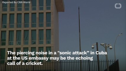 Are Crickets The Reason For Mysterious ‘Sonic Attack’ In Cuba?