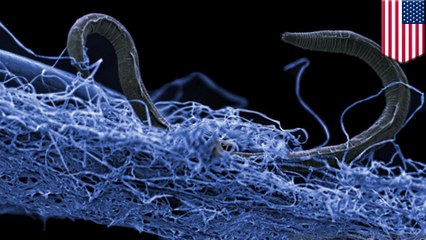 좀비 같은 생태계 생명체, 깊은 땅 속에서 발견