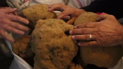 Muğla Bodrum'dan 2 Yıl Sonra Yunanistan'a Sünger İhracatı Başladı