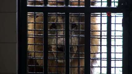 Kimi kalın postuyla, kimi tüyleriyle soğuğa meydan okuyor