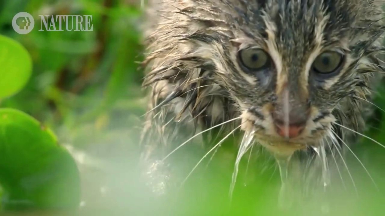 Fishing Kittens See Water For the First Time