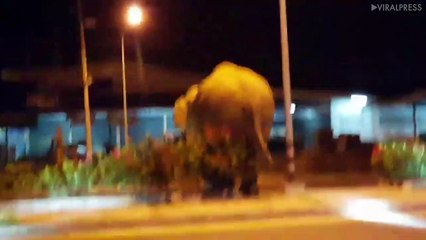 Elephant Sparks Panic After Stomping Along Motorway