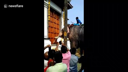 Elephant invited as chief guest to flag off new temple wing
