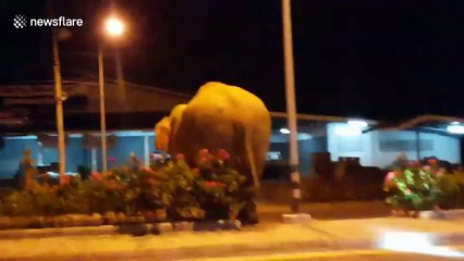 Hormone-crazed wild elephant sparks panic after stomping along motorway