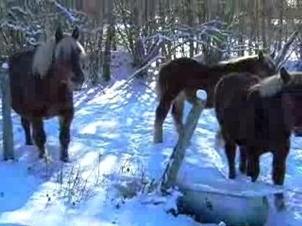 chevaux dans la neige