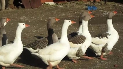 Bu Köyde 3 Asırdır Dededen Toruna Kaz Yetiştiriliyor
