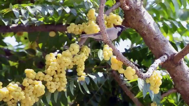 Vajraayu Online Ayurvedic Store - According to Ayurveda, there are several foods and herbs that are know