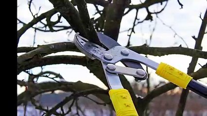 Emergency Tree Services Sydney