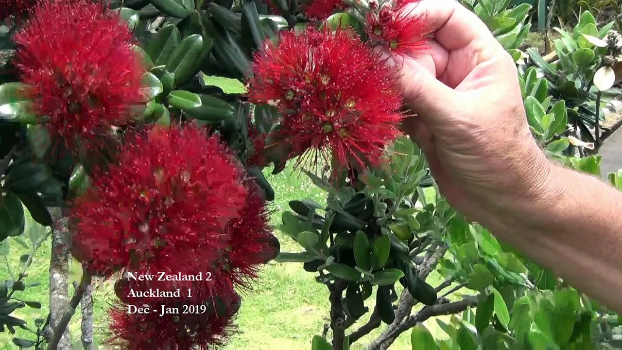 New Zealand 2-38 , Auckland 1- ,   Bays,  Winter Garden, Sky Tower, Dec-Jan 2019.
