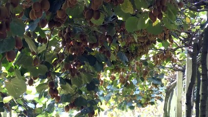 Kivi üreticileri ürünlerini kendileri pazarlayacak - ORDU