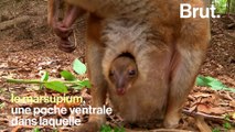 L'étrange naissance des marsupiaux