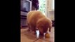 Cute puppies  collection  try not to laugh, be careful cuteness overload