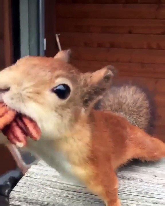 Un écureuil trop trop gourmand !