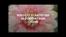 Ces plantes d'intérieur se portent bien même en hiver