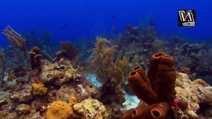 Мир Подводных Обитателей Океана