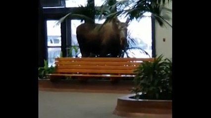 Лось пришел на прием к Айболиту