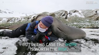 Baby elephant seals cuddle up to photographer