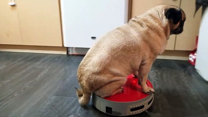Un chien assis sur un robot aspirateur