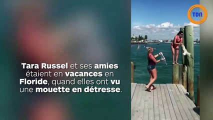 Elle sauve une mouette qui a un sac en plastique autour du cou !