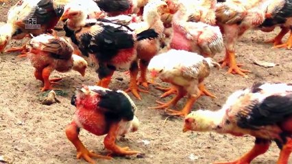 ये मुर्गा नहीं देखा तो कुछ नहीं देखा