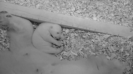 Eisbärenbaby öffnet Augen