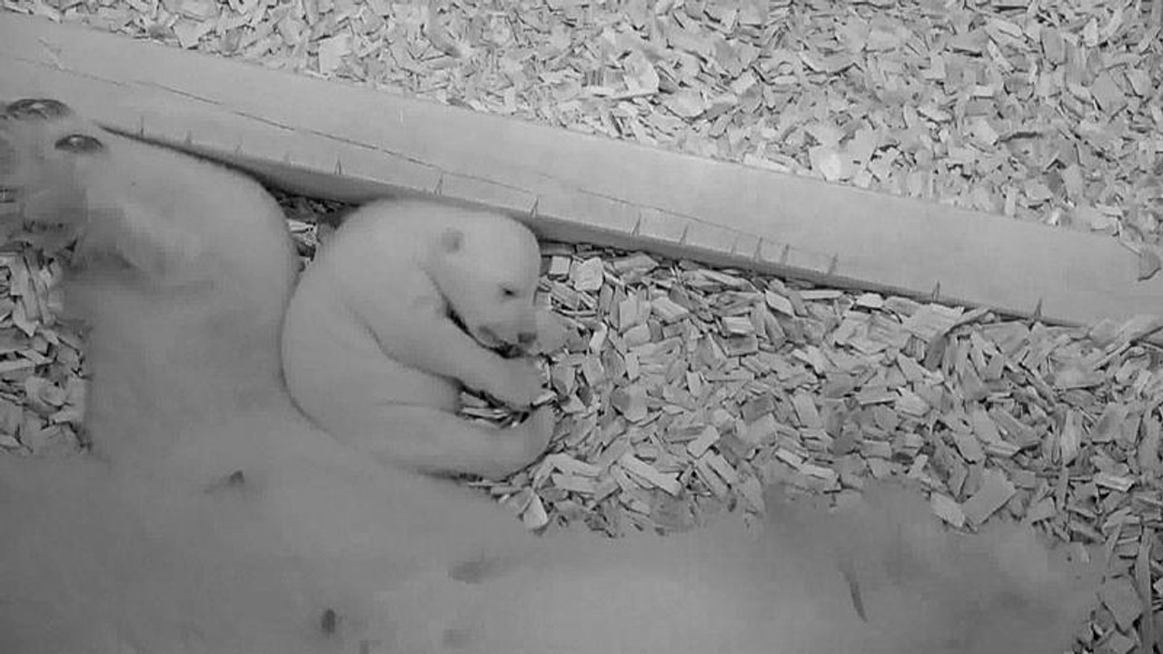 Eisbärenbaby öffnet Augen