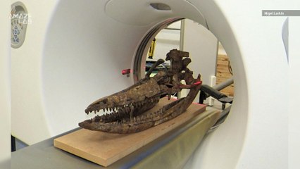 200-Million-Year-Old Ichthyosaur Skull Recreated with CT Scanner