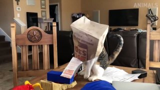 Try Not To Laugh 2018 |  Funny Cat Compilation | Funny Animals Videos