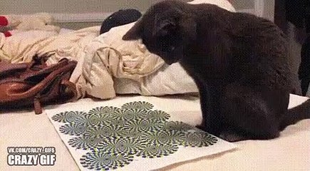 How to distract the cat for a long time