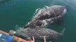 La ballena gris llega a los apacibles santuarios mexicanos de Baja California Sur