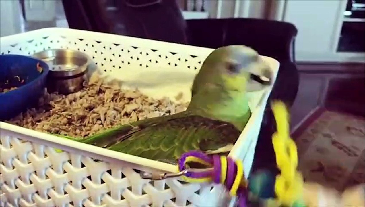 Funny Parrots and Cute Birds Compilation #71