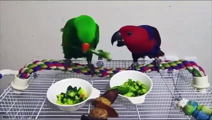 Funny Parrots and Cute Birds Compilation #77