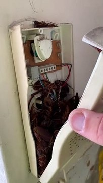 Roach Infested Telephone