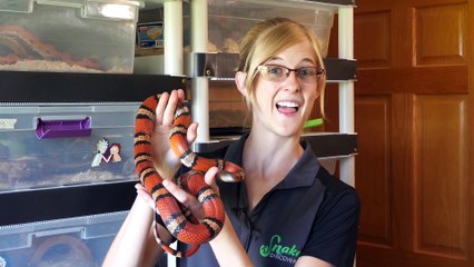How to Give Snakes a Bath!
