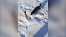 Une hermine essaye de voler le poisson d'un pêcheur !