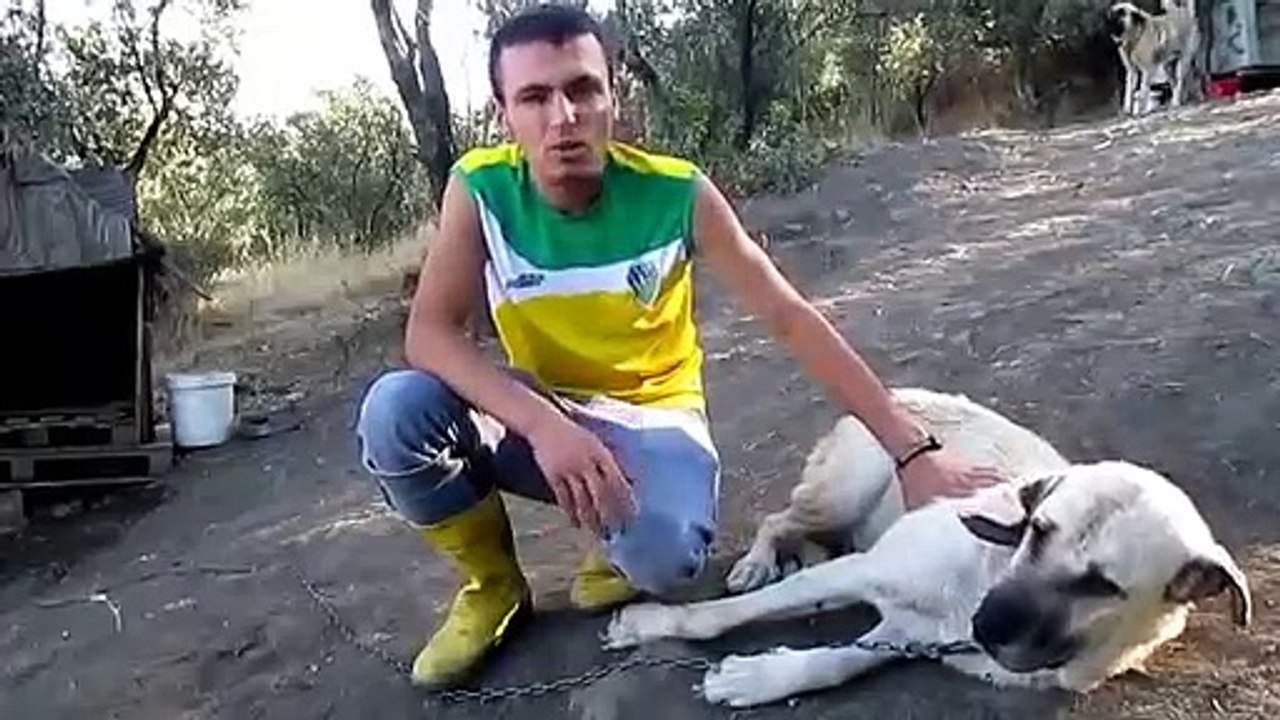 Kangal Köpeği Hakkında Geniş Bilgi