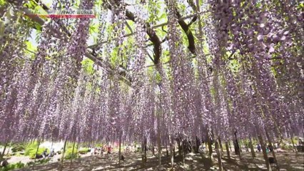 [sub] Journeys in Japan; Ashikaga and Tochigi; Cultivating nature and tradition