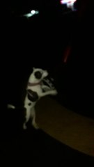 Dog Loves to Play with Playground Equipment